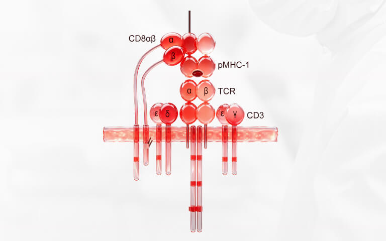 CD8 in Immunotherapy: CAR-T Engineering, in vivo CAR, and CD8-LNP Applications